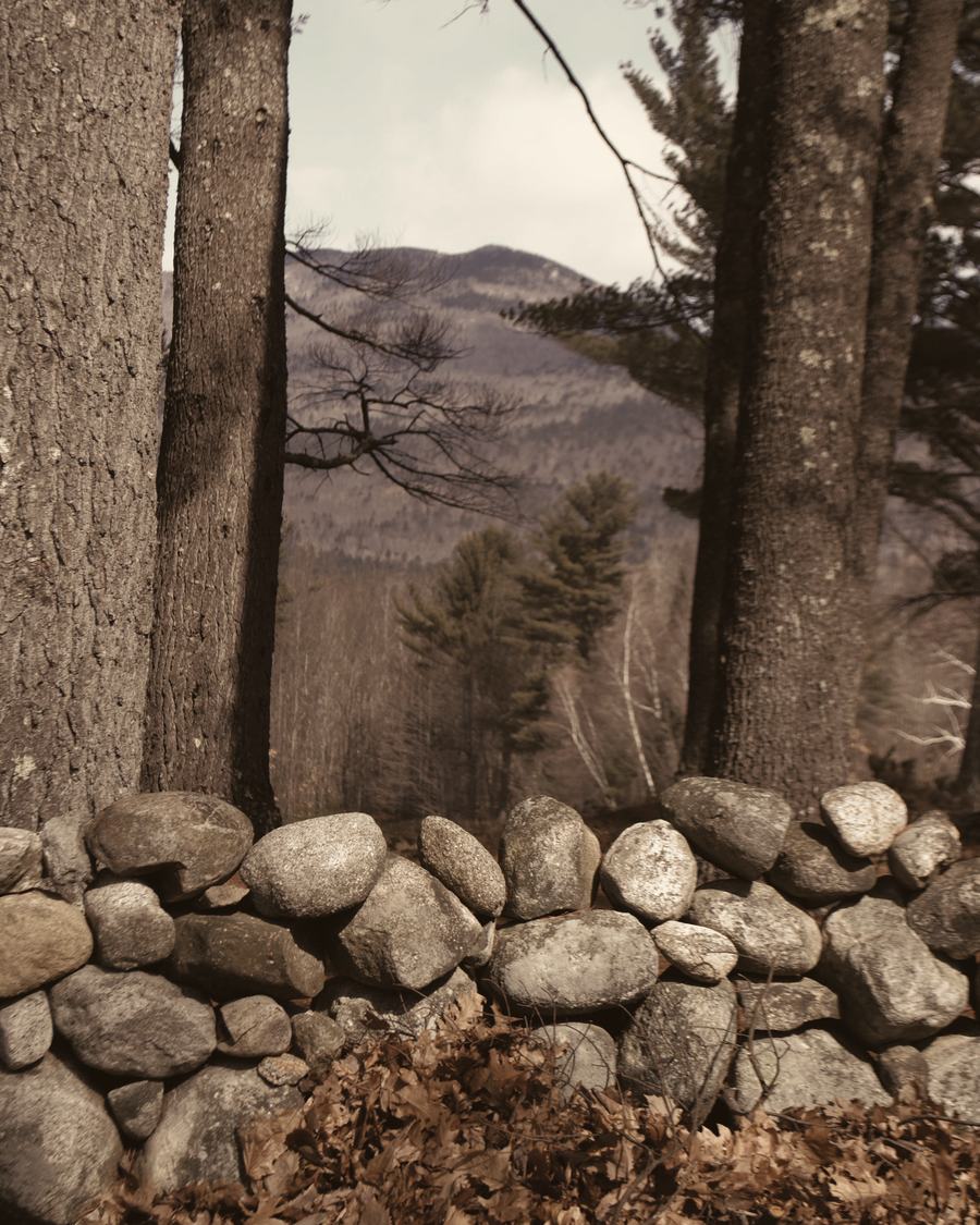 A dry stone wall of rounded fieldstones with oak leaves drifted against it, between tall pine trunks, a wooded mountain beyond.